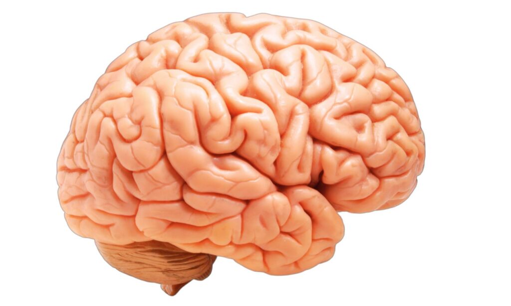 Brain