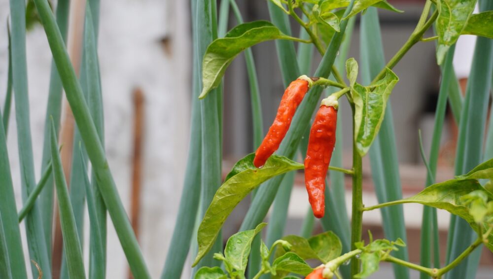 cayenne pepper water