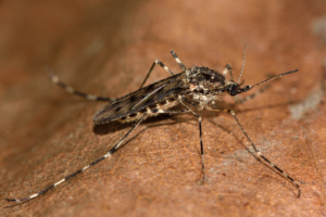 Mosquitoes