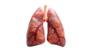 Lungs